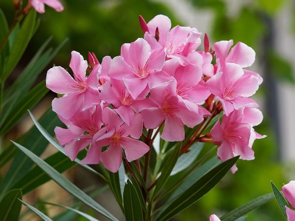 Quelles sont les diverses maladies capables d'affecter le laurier rose ?