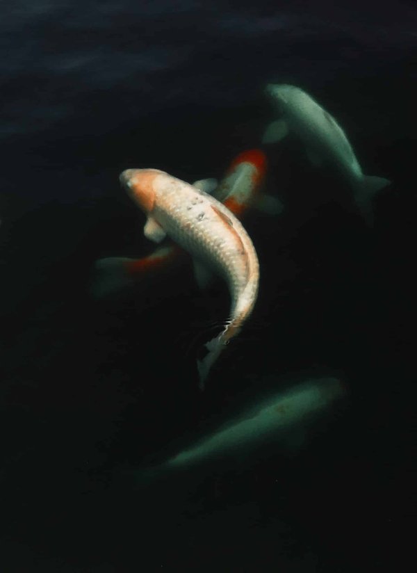 Le bassin à carpes Koi à l'intérieur de votre maison : une oasis de paix et de sérénité