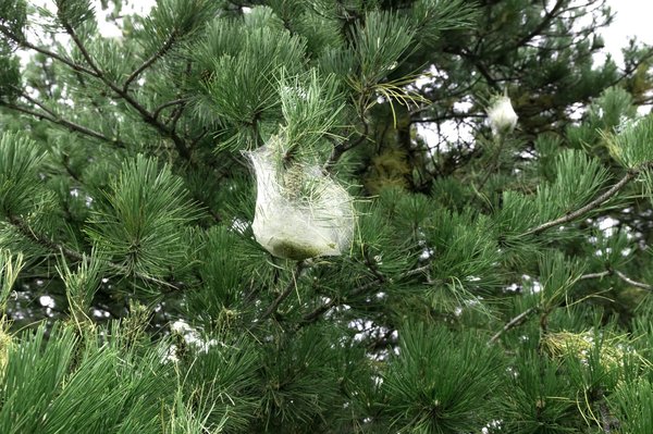 Piège chenille processionnaire du pin : conseils d'utilisation du produit